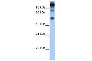Western Blot showing FEZF1 antibody used at a concentration of 1. (FEZF1 抗体  (C-Term))
