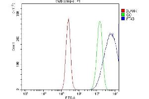 anti-Intraflagellar Transport 43 Homolog (IFT43) (AA 1-208) antibody
