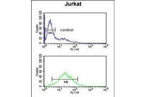 TPC6A Antibody (N-term) (ABIN651480 and ABIN2840261) flow cytometric analysis of Jurkat cells (bottom histogram) compared to a negative control cell (top histogram). (TRAPPC6A 抗体  (N-Term))
