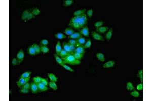 Immunofluorescent analysis of HepG2 cells using ABIN7145033 at dilution of 1:100 and Alexa Fluor 488-congugated AffiniPure Goat Anti-Rabbit IgG(H+L) (ASNA1 抗体  (AA 1-348))