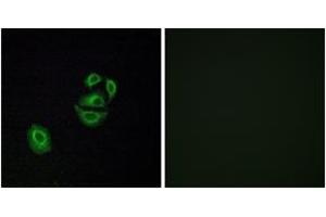 Immunofluorescence analysis of A549 cells, using OR2T2/2T35 Antibody. (OR2T2/2T35 抗体  (AA 61-110))