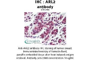 Image no. 1 for anti-ADP-Ribosylation Factor-Like 2 (ARL2) (AA 123-184) antibody (ABIN1731948)