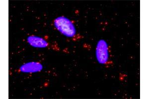 Proximity Ligation Analysis of protein-protein interactions between BIRC5 and CASP9. (Survivin 抗体  (AA 1-142))