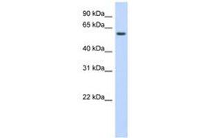 Image no. 1 for anti-Kelch-Like Family Member 42 (KLHL42) (AA 395-444) antibody (ABIN6741106) (KLHDC5 抗体  (AA 395-444))