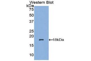Western Blotting (WB) image for anti-NADH Dehydrogenase (Ubiquinone) 1, alpha/beta Subcomplex, 1, 8kDa (NDUFAB1) (AA 3-129) antibody (ABIN1857868) (NDUFAB1 抗体  (AA 3-129))
