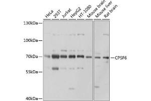 Western blot analysis of extracts of various cell lines, using CPSF6 antibody (ABIN6128924, ABIN6138974, ABIN6138975 and ABIN6221646) at 1:1000 dilution. (CPSF6 抗体)