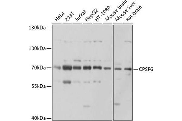 CPSF6 抗体