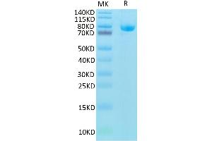 Biotinylated Human CD5 on Tris-Bis PAGE under reduced condition. (CD5 Protein (CD5) (Fc-Avi Tag,Biotin))