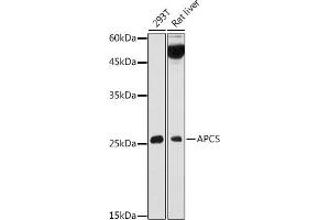 Western blot analysis of extracts of various cell lines, using APCS antibody (ABIN3022713, ABIN3022714, ABIN3022715, ABIN1512583 and ABIN6219158) at 1:1000 dilution. (APCS 抗体  (AA 1-223))