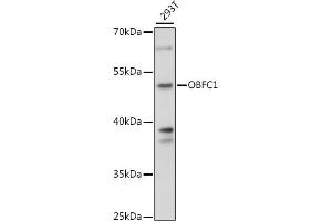 Western blot analysis of extracts of 293T cells, using OBFC1 antibody (ABIN7269093) at 1:1000 dilution. (OBFC1 抗体  (AA 1-368))