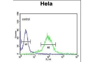 ML3 Antibody (C-term) (ABIN390676 and ABIN2840971) flow cytometric analysis of Hela cells (right histogram) compared to a negative control cell (left histogram). (MAML3 抗体  (C-Term))