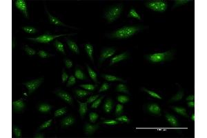 Immunofluorescence of purified MaxPab antibody to NAP1L3 on HeLa cell. (NAP1L3 抗体  (AA 1-506))