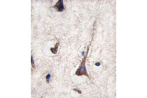 Formalin-fixed and paraffin-embedded human brain tissue reacted with CD3G antibody , which was peroxidase-conjugated to the secondary antibody, followed by DAB staining. (CD3G 抗体  (N-Term))