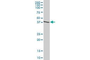 KRT15 MaxPab polyclonal antibody. (KRT15 抗体  (AA 1-456))