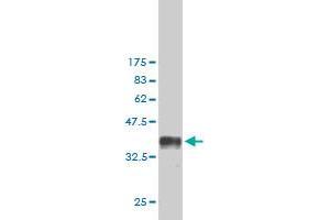 Western Blot detection against Immunogen (37. (SH2D3C 抗体  (AA 1-110))