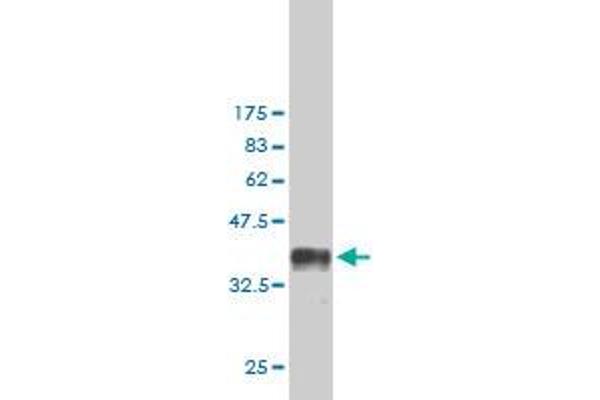 SH2D3C antibody  (AA 1-110)