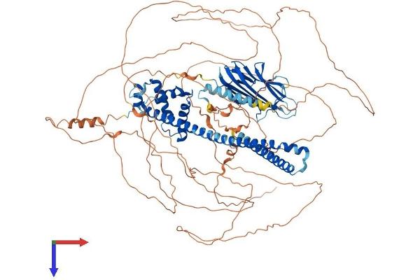 CAPRIN2 Protein (AA 1-1031) (His tag)