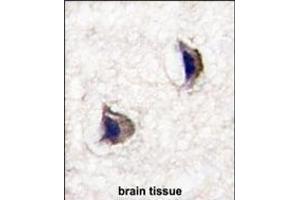Formalin-fixed and paraffin-embedded human brain tissue reacted with NP1(Nptx1) Antibody (Center) (ABIN391417 and ABIN2841412) , which was peroxidase-conjugated to the secondary antibody, followed by DAB staining. (NPX1 抗体  (AA 174-203))