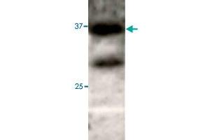 Western blot under reducing conditions on 293 cell lysate using rabbit ATG3 polyclonal antibody  at a dilution of 1 : 50. (ATG3 抗体  (N-Term))