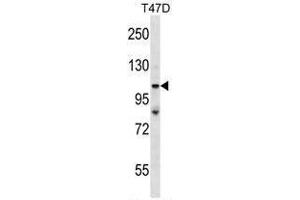 TP53BP2 Antibody (N-term) western blot analysis in T47D cell line lysates (35 µg/lane).