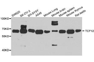 Western blot analysis of extracts of various cell lines, using TCF12 antibody. (TCF12 抗体  (AA 443-682))