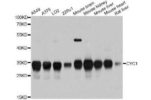 Western blot analysis of extracts of various cell lines, using CYC1 antibody. (Cytochrome C1 抗体  (AA 85-291))