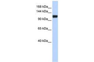 FAM120A Antikörper  (AA 468-517)