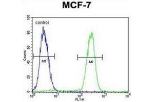 Flow Cytometric analysis of MCF-7 cells using RACGAP1 Antibody (N-term) Cat. (RACGAP1 抗体  (N-Term))