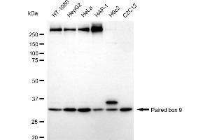 Western blotting analysis using Paired box 9 antibody (ABIN7799727).