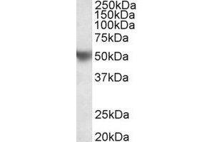 Western Blotting (WB) image for anti-Apolipoprotein H (Beta-2-Glycoprotein I) (APOH) (Internal Region) antibody (ABIN2464979) (APOH 抗体  (Internal Region))