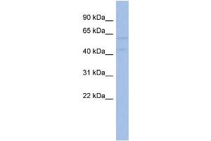 WB Suggested Anti-AKT2  Antibody Titration: 0.