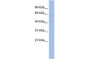 WB Suggested Anti-AKT2  Antibody Titration: 0. (AKT2 抗体  (N-Term))