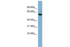 WB Suggested Anti-PVRL3 Antibody Titration:  0. (nectin-3 抗体  (N-Term))