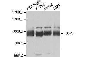 Western blot analysis of extracts of various cell lines, using TARS Antibody (ABIN2560301) at 1:1000 dilution.