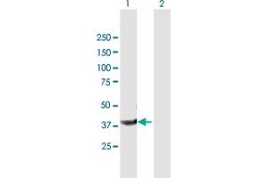 Western Blot analysis of PPID expression in transfected 293T cell line by PPID MaxPab polyclonal antibody. (PPID 抗体  (AA 1-370))