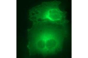 Immunofluorescence (IF) image for anti-Hydroxysteroid (17-Beta) Dehydrogenase 4 (HSD17B4) antibody (ABIN2715563) (HSD17B4 抗体)