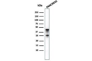 Western Blot Analysis of pancreatic tissue lysate using Carboxypeptidase A1 / CPA1 Mouse Monoclonal Antibody (CPA1/2714). (CPA1 抗体)
