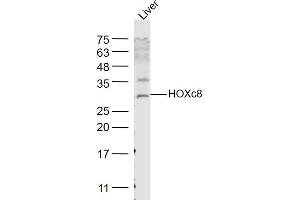 Rat liver lysates probed with HOXc8 Polyclonal Antibody, Unconjugated  at 1:1000 dilution and 4˚C overnight incubation. (HOXC8 抗体  (AA 51-130))