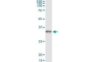 Immunoprecipitation of PGLS transfected lysate using anti-PGLS monoclonal antibody and Protein A Magnetic Bead , and immunoblotted with PGLS MaxPab rabbit polyclonal antibody.