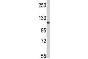 Western blot analysis of Retinoblastoma antibody and 293 lysate (Retinoblastoma Protein (Rb) 抗体  (AA 858-886))