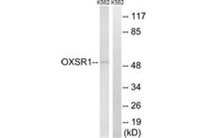 Western blot analysis of extracts from K562 cells, using OXSR1 Antibody. (OXSR1 抗体  (AA 272-321))