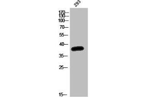 Western Blot analysis of 293T cells using Olfactory receptor 52K1 Polyclonal Antibody (OR52K1 抗体  (Internal Region))