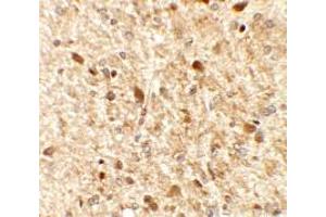 Immunohistochemistry of MS4A6A in rat brain tissue with MS4A6A antibody at 2. (MS4A6A 抗体  (N-Term))