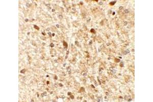 Immunohistochemistry of MS4A6A in rat brain tissue with MS4A6A antibody at 2.