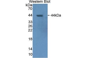 Western blot analysis of recombinant Human HIF1aN. (HIF1AN 抗体  (AA 2-349))