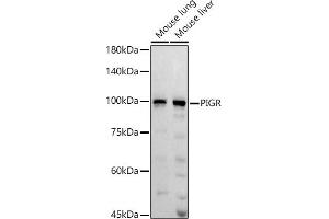 Western blot analysis of extracts of various cell lines, using PIGR antibody (ABIN6128562, ABIN6145618, ABIN6145620 and ABIN6221728) at 1:1000 dilution. (PIGR 抗体  (AA 661-764))
