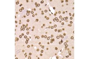 Immunohistochemistry of paraffin-embedded mouse brain using LMNB2 Antibody (ABIN5973877) at dilution of 1/200 (40x lens). (Lamin B2 抗体)