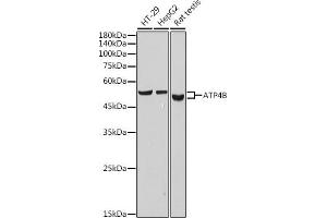 Western blot analysis of extracts of various cell lines, using B antibody (ABIN7265767) at 1:1000 dilution.