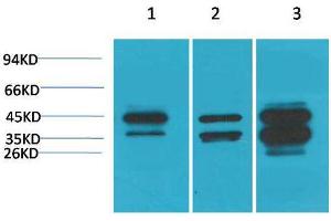 Western Blot (WB) analysis of 1) HepG2, 2)3T3 , 3) Rat Heart Tissue with DUSP6 Rabbit Polyclonal Antibody diluted at 1:3000. (DUSP6 抗体)