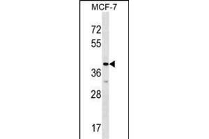 MRPL1 Antibody (N-term) (ABIN1539553 and ABIN2848606) western blot analysis in MCF-7 cell line lysates (35 μg/lane). (MRPL1 抗体  (N-Term))